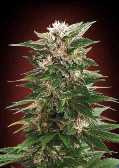 Kaya 47 > Advanced Seeds | Feminized Marijuana   |  Sativa